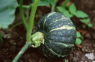 娱乐吃瓜酱的作品嗅觉,嗅觉敏锐，揭秘娱乐圈幕后风云